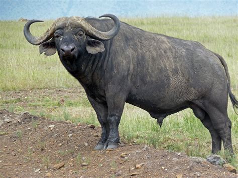 Wild Buffalo betsul